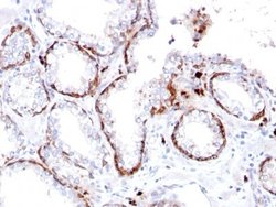 Cytokeratin 15 Antibody (KRT15/2103R) - Azide and BSA Free, Novus Biologicals 100 &mu;g | Buy Online | Novus Biologicals | Fisher Scientific
